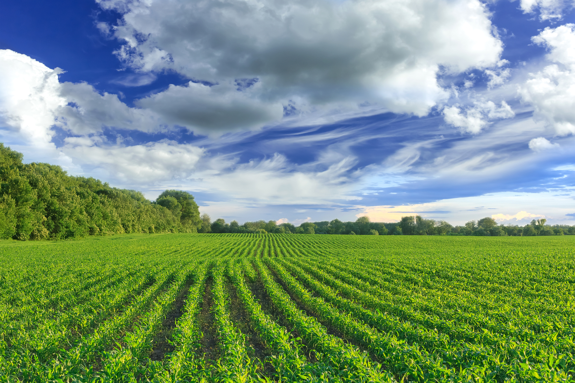 Zeolite Bulk Sales for Soil Amendment Use Zeolite